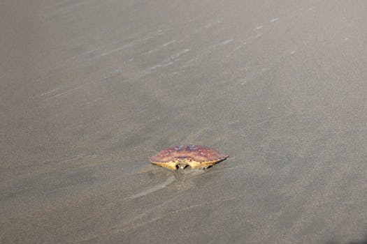 What is the difference between Master and Magister?